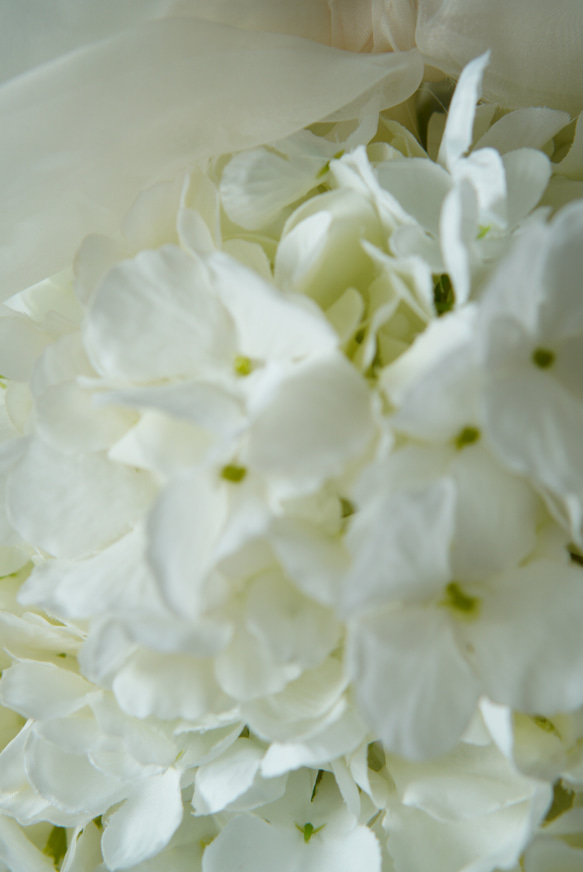 真っ白な紫陽花　ボールブーケ　ウェディングブーケ 
