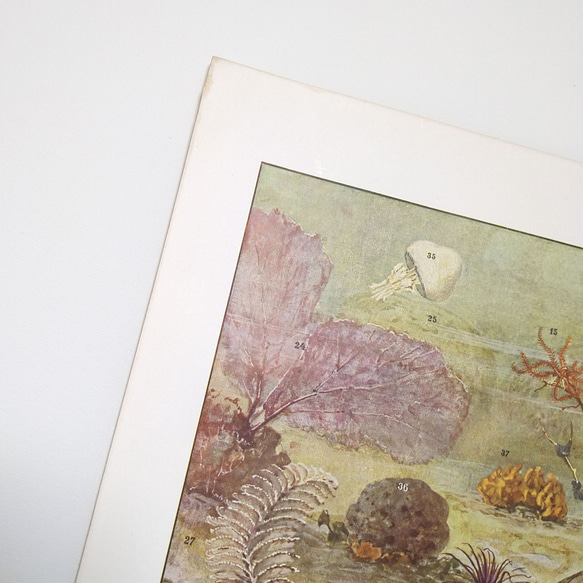 海洋水族館 AQUARIUM 海の生物 イラスト 図版 ヘルダー大百科事典 ヴィンテージペーパー 1956-19 5枚目の画像
