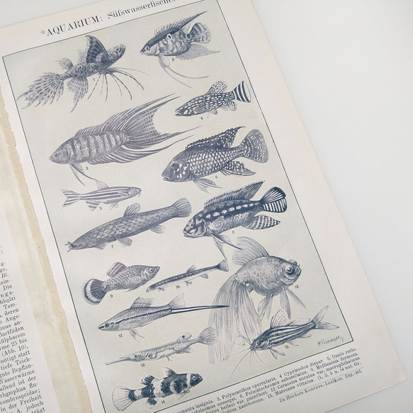 海洋水族館 AQUARIUM 海の生物 イラスト 図版 ヘルダー大百科事典 ヴィンテージペーパー 1956-19 11枚目の画像