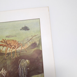 海洋水族館 AQUARIUM 海の生物 イラスト 図版 ヘルダー大百科事典 ヴィンテージペーパー 1956-19 9枚目の画像