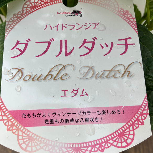アジサイ♪ダブルダッチ♪エダム♪八重咲♪ハイドランジャー 5枚目の画像