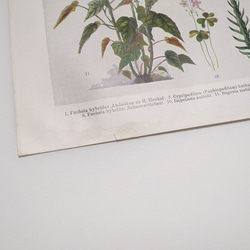 観葉植物 イラスト 図版 ヘルダー大百科事典 ヴィンテージペーパー 1956-18 7枚目の画像