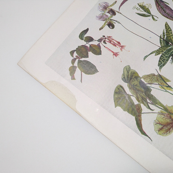 観葉植物 イラスト 図版 ヘルダー大百科事典 ヴィンテージペーパー 1956-18 9枚目の画像