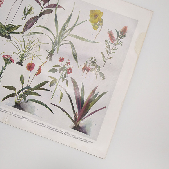 観葉植物 イラスト 図版 ヘルダー大百科事典 ヴィンテージペーパー 1956-18 4枚目の画像