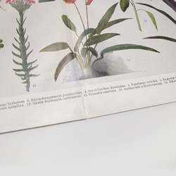 観葉植物 イラスト 図版 ヘルダー大百科事典 ヴィンテージペーパー 1956-18 6枚目の画像