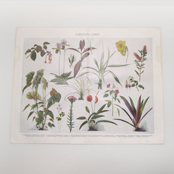 観葉植物 イラスト 図版 ヘルダー大百科事典 ヴィンテージペーパー 1956-18 1枚目の画像