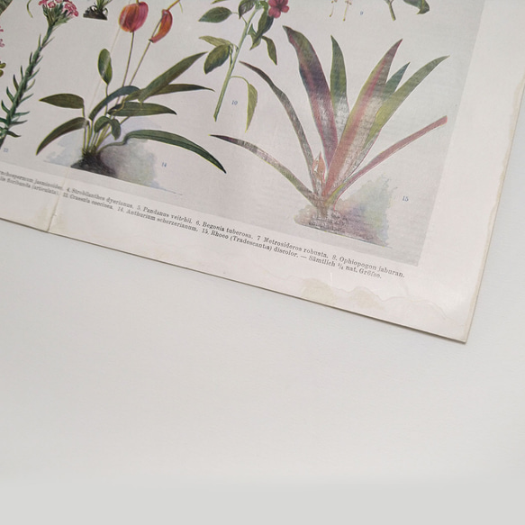 観葉植物 イラスト 図版 ヘルダー大百科事典 ヴィンテージペーパー 1956-18 8枚目の画像