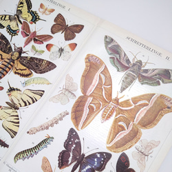 蝶 バタフライ イラスト 図版 ヘルダー大百科事典 ヴィンテージペーパー 1956-17 5枚目の画像