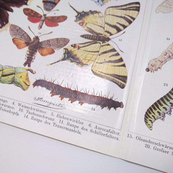 蝶 バタフライ イラスト 図版 ヘルダー大百科事典 ヴィンテージペーパー 1956-17 7枚目の画像