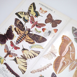 蝶 バタフライ イラスト 図版 ヘルダー大百科事典 ヴィンテージペーパー 1956-17 4枚目の画像