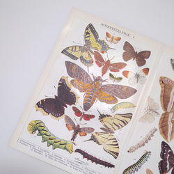 蝶 バタフライ イラスト 図版 ヘルダー大百科事典 ヴィンテージペーパー 1956-17 3枚目の画像