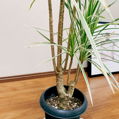 現品］※ラスト一点※ ドラセナ コンシンネ ホワイボリー 観葉植物 室内