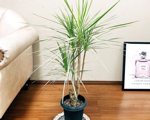 現品　ドラセナ　コンシンネ　ホワイボリー　2番　観葉植物　特大　インテリア　室内 ドラセナ・コンシンネ・ホワイボリー L | 観葉植物の通販 AND