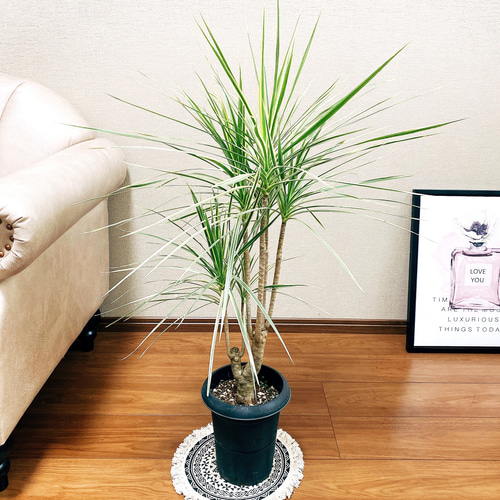 現品］※ラスト一点※ ドラセナ コンシンネ ホワイボリー 観葉植物 室内