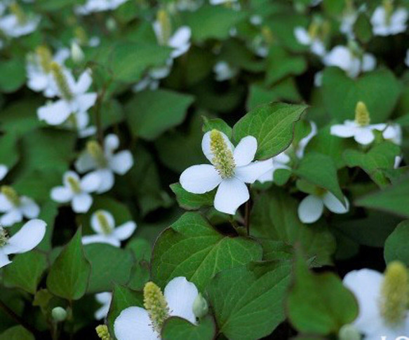 【虫除け・虫刺され・傷・肌荒れに】新月仕込み 十薬・蛇苺エキス 10ml 自然栽培 無添加　ドクダミ　ヨモギ 和薄荷 2枚目の画像