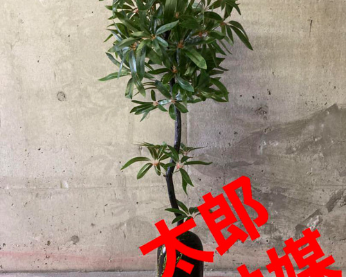 光触媒　人工観葉植物　ウォールグリーン　フェイクグリーン　シェフレア12846 光触媒 人工観葉植物 ウォールグリーン フェイクグリーン