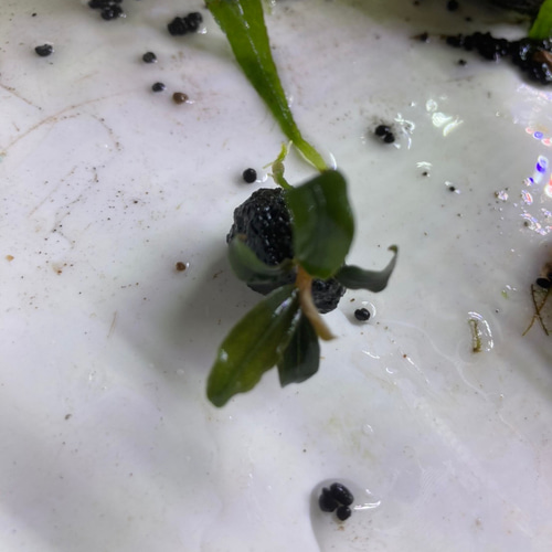 ◇アヌビアスナナゴールデン溶岩石6個 #アヌビアス溶岩石さかな屋 水草