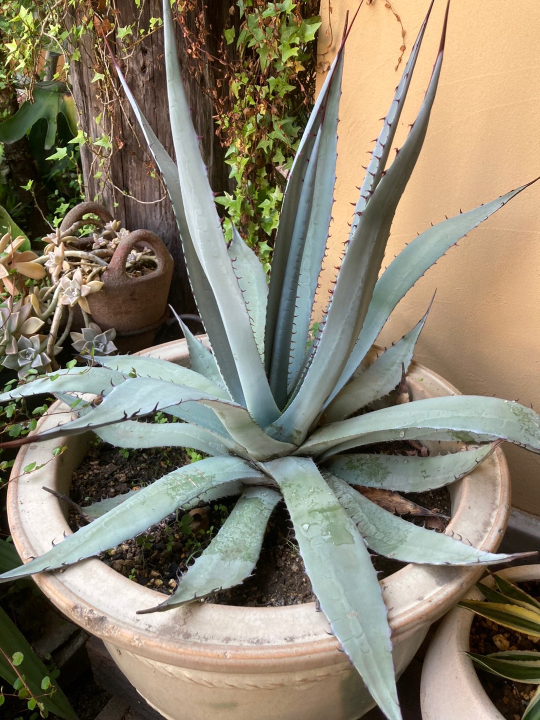 アガベ 屈原の舞扇錦 縞斑 【公式通販】