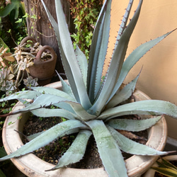 b516832f4e0ac2b7549e9de8d35cac