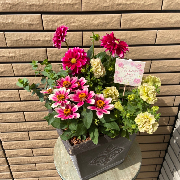 送料無料 非冷凍品同梱不可 シックな鉢にピンクな寄せ植え♡ | vendee