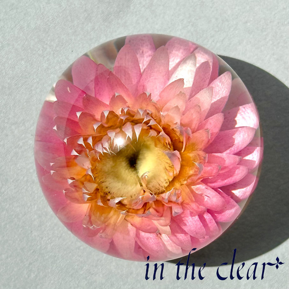植物標本　ヘリクリサム　ピンク　レジン　４センチ球体 2枚目の画像