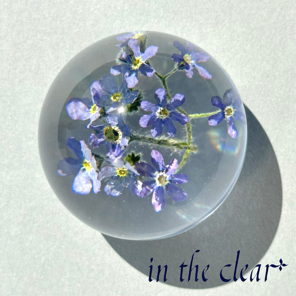 植物標本　忘れな草　青　レジン　４センチ球体 2枚目の画像