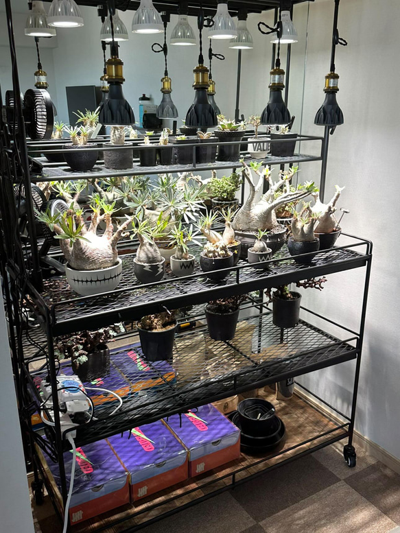 植物棚　ライティングレール　ボタニカルシェルフ　アイアンシェルフ　植物育成ライト　塊根植物棚　 4枚目の画像