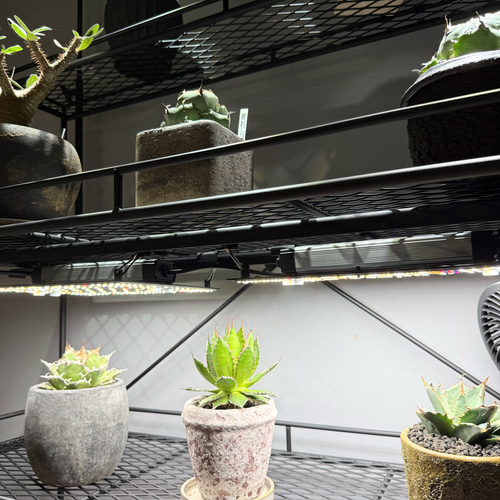 ボタニカルシェルフ　植物用金属ラック ダクトレール2段式 ボタニカルシェルフNo.2.5 植物棚 ダクトレール付き 家具 棚