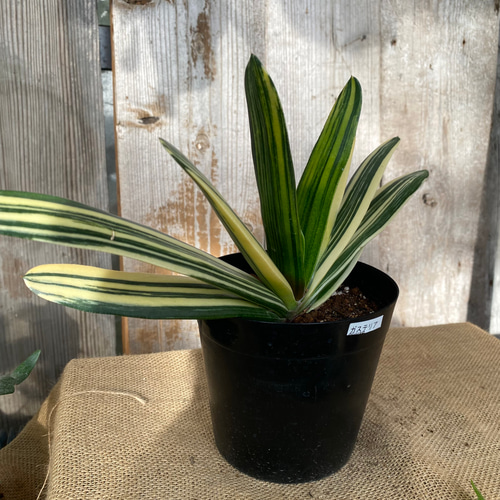 ガステリア 斑入り 多肉植物 アルファガーデン 通販 15898020｜Creema