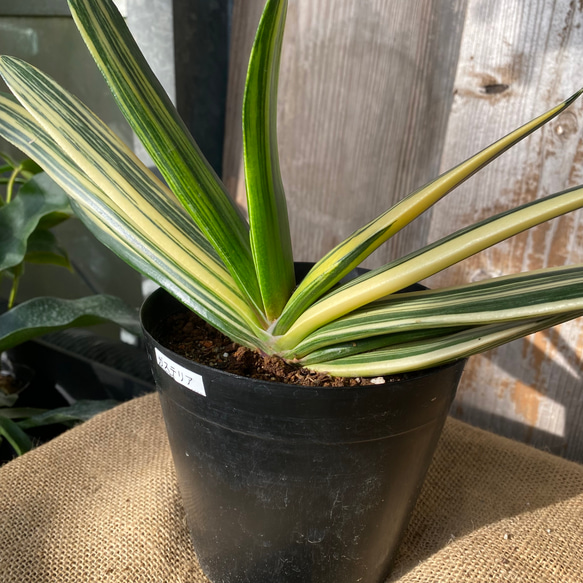 ガステリア 斑入り 多肉植物 アルファガーデン 通販 15898020｜Creema