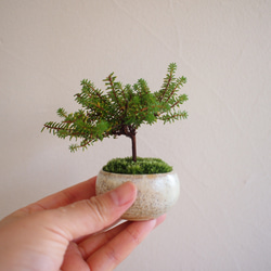 ガンコウラン｜ 岩高蘭｜盆栽 盆栽 bonsaikiki 通販 15898146｜Creema