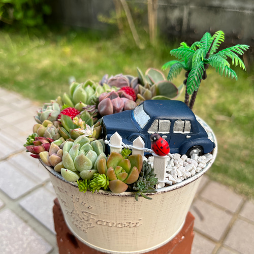 多肉寄せ植え✿カエル✿スタバ✿そのまま飾れます ブリキ缶の寄せ植え