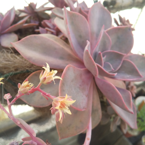 多肉植物カット苗　① 多肉植物 寄せ植え カット苗 ①｜Yahoo!フリマ（旧PayPayフリマ）