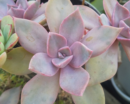 4d9cd3903e9ebec8dc74a86a7ed87a