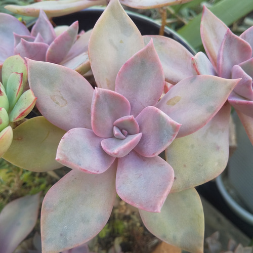 多肉植物 初恋 巨大 カット苗 1つ 多肉植物 ミクロ 通販 15898829