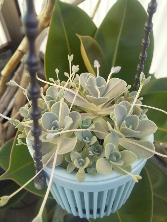 多肉植物 子持ち蓮華 荷車入り 多肉植物 子持ち蓮華 荷車入り 多肉植物 子持ち蓮華 荷車入り 【公式通販】