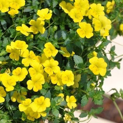 鮮やかな黄色！10月まで咲く「メカルドニアゴールドダスト」アンティーク鉢植え 4枚目の画像