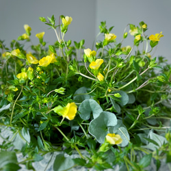 鮮やかな黄色！10月まで咲く「メカルドニアゴールドダスト」アンティーク鉢植え 3枚目の画像