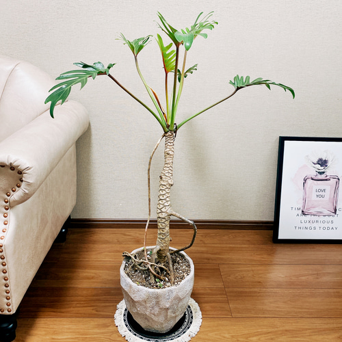 在庫］フィロデンドロン クッカバラ 観葉植物 室内 根上り