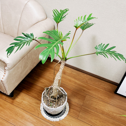 在庫］フィロデンドロン クッカバラ 観葉植物 室内 根上り