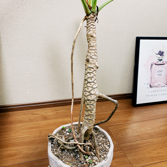 ［在庫］フィロデンドロン　クッカバラ　観葉植物　室内　根上り　ユニークな幹 6枚目の画像