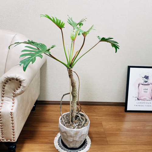 在庫］フィロデンドロン クッカバラ 観葉植物 室内 根上り