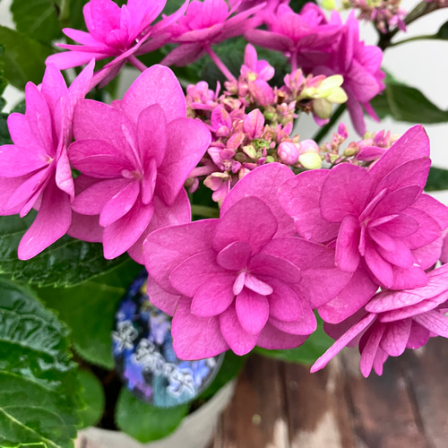 オシャレなアジサイ♪卑弥呼♪ピンク♪八重咲♪ハイドランジャー