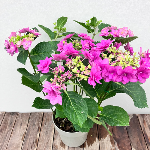 オシャレなアジサイ♪卑弥呼♪ピンク♪八重咲♪ハイドランジャー