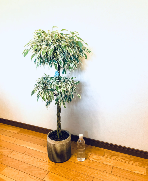 ベンジャミン スターライト 2段 フィカス 斑入り ねじり 7号 希少種