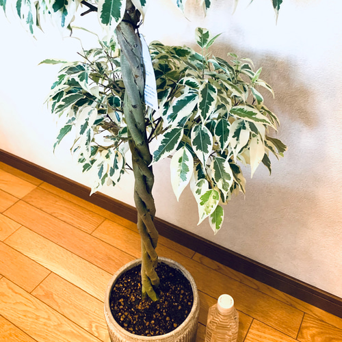 【限定特価】ねじねじ 編み込み フィカス ベンジャミンライム 大玉 トピアリー 楽天市場】フィカス・ナナの3本編み、スリムサイズ！ベンジャミン 観葉