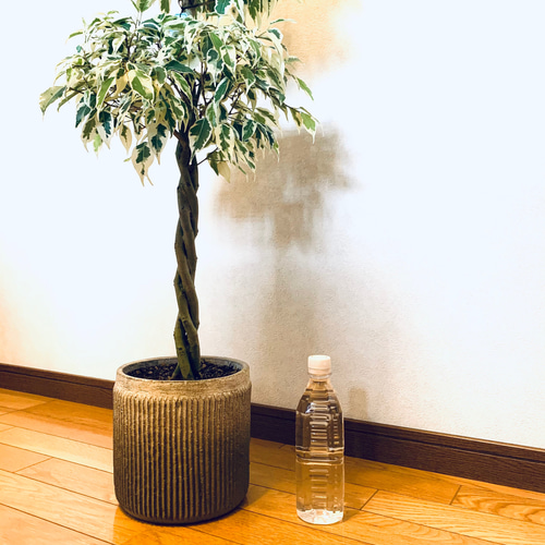 ベンジャミン スターライト 2段 フィカス 斑入り ねじり 7号 希少種