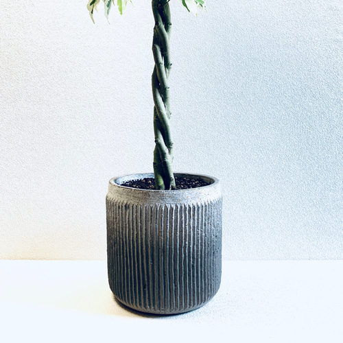 ベンジャミン スターライト 2段 フィカス 斑入り ねじり 7号 希少種