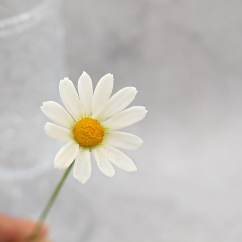 再販＞枯れないマーガレット 5本セット Grand ✿クレイフラワーNO.M5