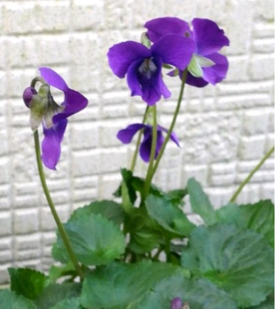 匂いすみれ【ハカタムラサキ】冬を乗り越えけなげに咲く  貴重種につき1点のみ 次回は来年になります